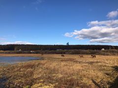 -塞罕坝国家级自然保护区