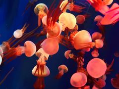 门面-成都浩海立方海洋公园