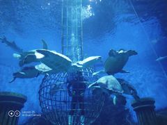 -芜湖新华联大白鲸海洋公园