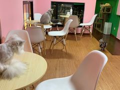 -李小姐の猫咖啡馆(五角场店)