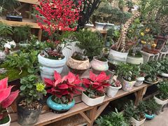 -龙大花卉苗木市场