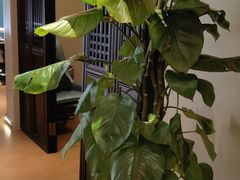 -福照楼汽锅鸡·云南菜(护国路店)