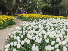 -无锡梅园公园