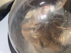 -艾吉宠物医院·疑难杂症转诊中心·猫友好(碧江路院)