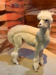 -酷嗒动物文化乐园(cutezoo西溪乐天城店)