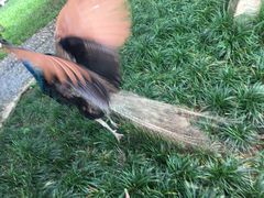 -瑞丽独树成林风景区