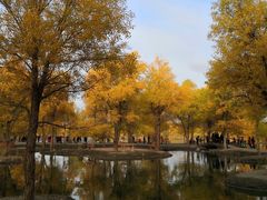 -金塔沙漠胡杨林景区