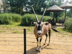 -大连森林动物园