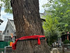 -老槐树煎包