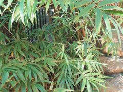 -云溪植物园