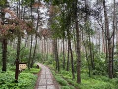 -帽儿山国家森林公园