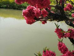 -南汇桃花村