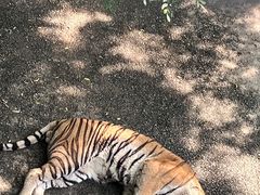 -大连森林动物园