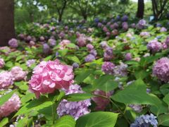 -上海滨江森林公园