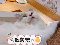-滚猫咖啡·猫咖·猫友好撸猫(未来城店)