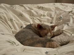 -纳吉亚猫专科动物诊疗中心(蒋宅口分院)