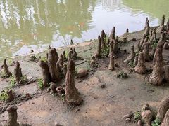 -中国科学院华南植物园
