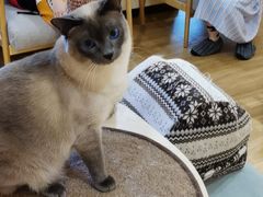 -滚猫咖啡·猫咖·猫友好撸猫(未来城店)