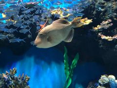 -华夏文旅海洋公园