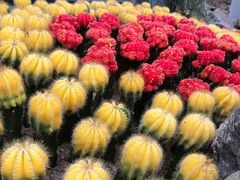 -南山植物园
