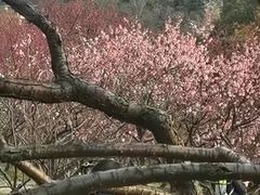 -无锡梅园公园