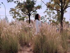 -映月湖中央公园