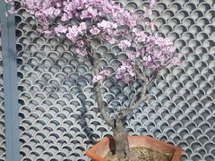 -石家庄市植物园