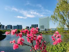 -大兴滨河森林公园