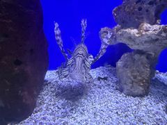 -洛阳龙门海洋馆