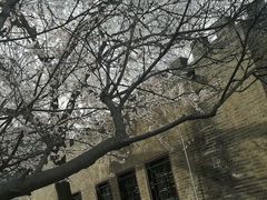 -桃花堤公园