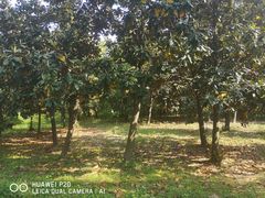 -蜀冈西峰生态公园