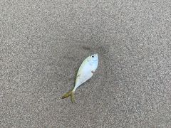 -贝壳沙滩