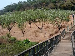 -南国桃园旅游度假区