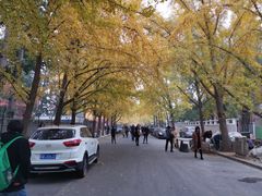 -三里屯东五街银杏大道