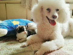 -北京观赏动物医院·24小时大型综合·猫专科·异宠专科