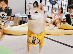 -逗柴咖啡屋·狗咖猫咖宠物桌游