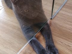 -啵啵喵·猫咖(攀华国际店)
