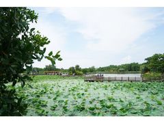 iphone_upload_pic-大湾区中央湿地公园