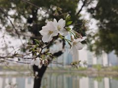 -西北湖绿化广场