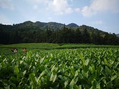 -听风阁农家私房菜茶楼(龙坞店)
