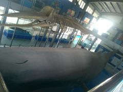 android_upload_pic-上海海洋大学鱼文化博物馆(军工路校区)