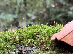 -西岭雪山大飞水景区