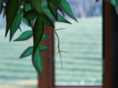 -白茶原·一片叶子