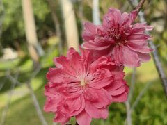 -深圳国际园林花卉博览园