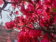 -木兰云雾山
