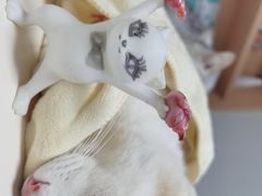 -谐和贝康宠物医院24小时·宠保定点(急重症转诊中心)