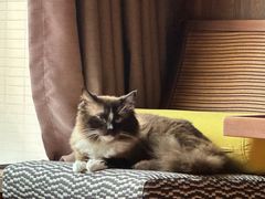 -天使宠物医院·犬猫分诊(彩虹店)