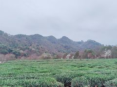 -中国茶叶博物馆(双峰馆区)