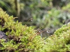 -山王坪喀斯特国家生态公园