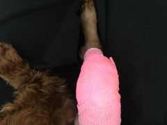 -爱侣宠医·鹦鹉专科·小型哺乳类·异宠专科(灵石路店)